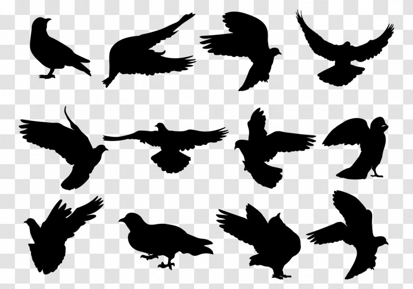 Rock Dove Columbidae Silhouette Bird - Wing Transparent PNG