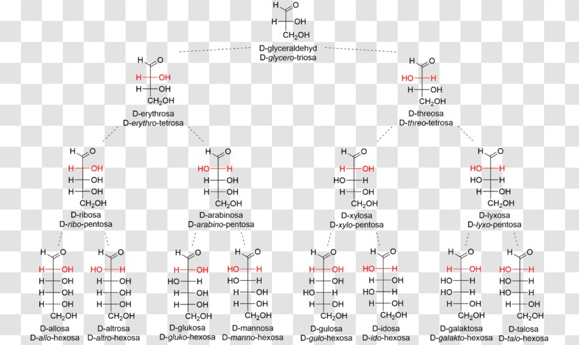 Aldose Ketose Monosaccharide Carbohydrate Fischer Projection - Text - Tetrose Transparent PNG