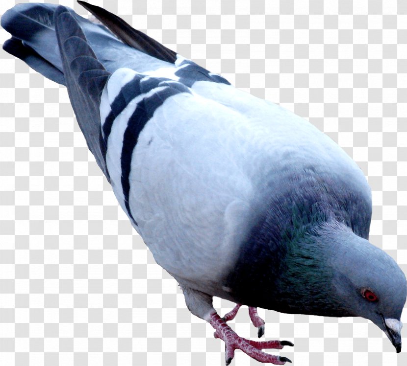 Columbidae Domestic Pigeon Squab Clip Art - Feather - Beak Transparent PNG