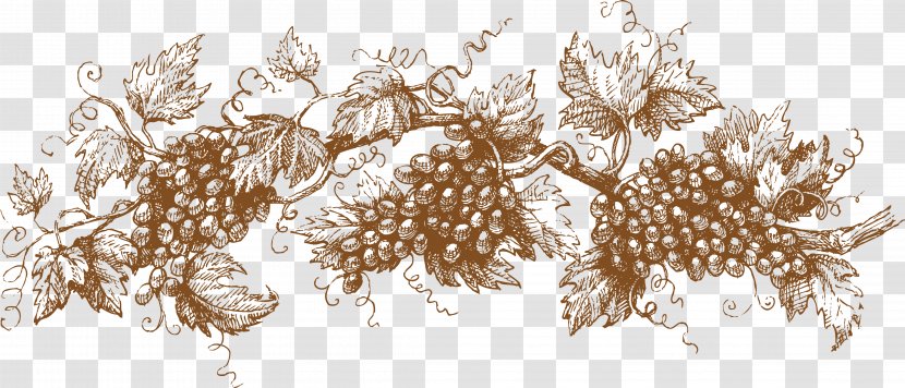 Grape Drawing Graphic Design Illustration - Vector Grapes Transparent PNG
