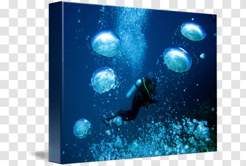 Marine Mammal Biology Public Aquarium - Organism - Bubbles Underwater Transparent PNG