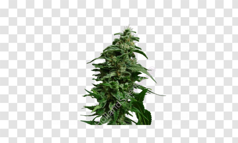 Cannabis Hemp - Plant Transparent PNG