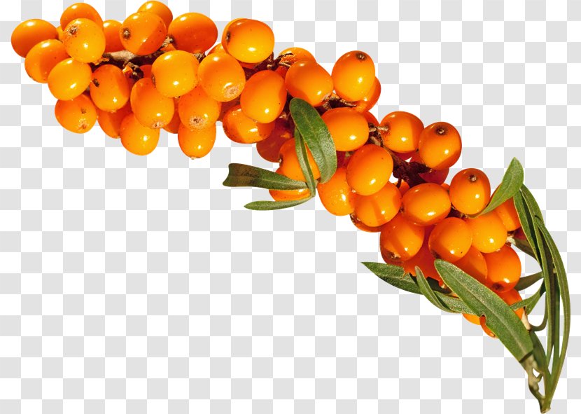 Sea Buckthorns Download Buckthorn Oil Clip Art - Archive File - Km Transparent PNG