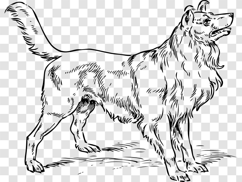 Rough Collie Border Old English Sheepdog Puppy Drawing - Black And White Transparent PNG
