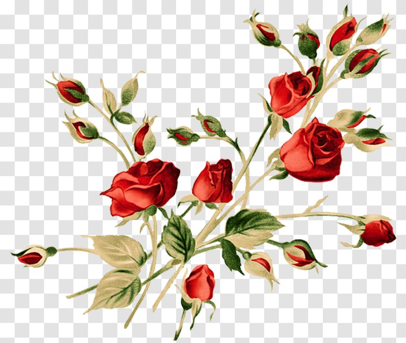 Rose Floral Design Watercolor Painting Flower - Petal Transparent PNG