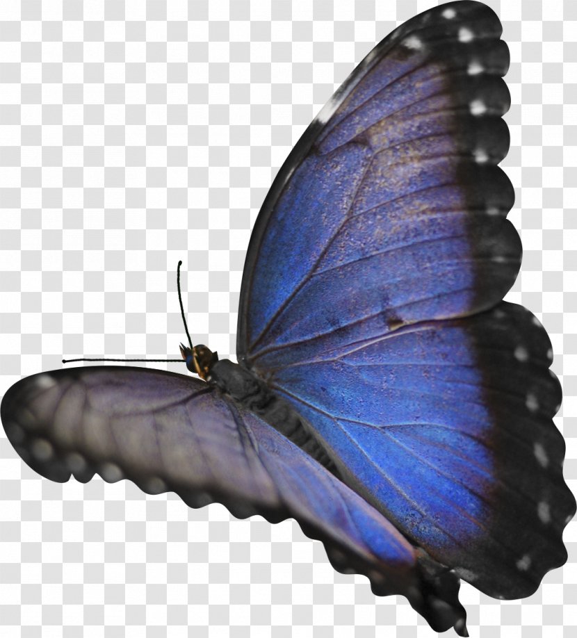 Butterfly Insect Morpho Menelaus - Blue Transparent PNG