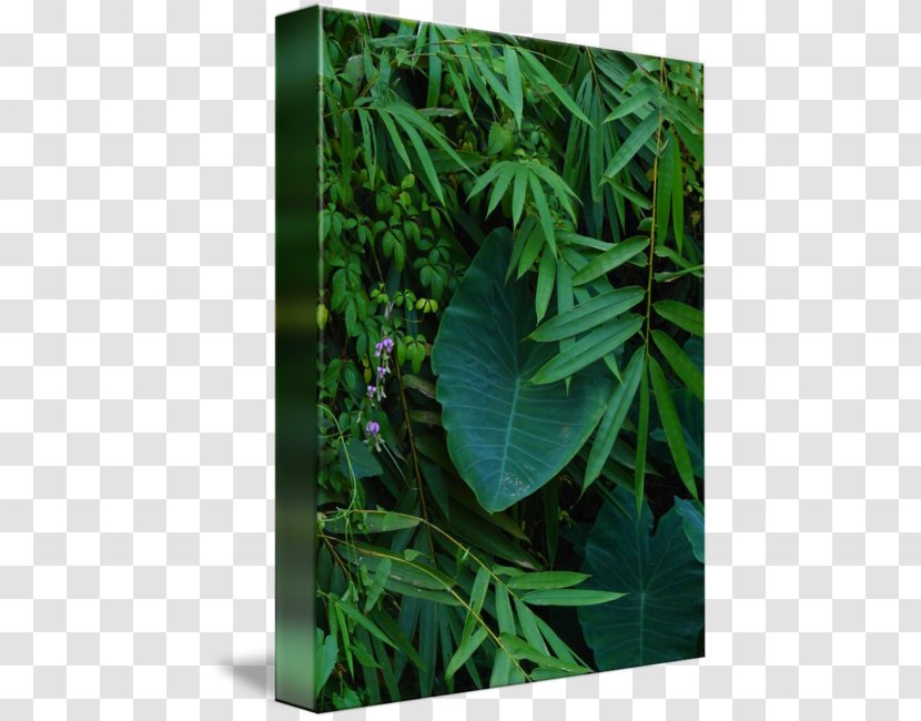 Hemp Leaf Cannabis Family - Tropical Transparent PNG