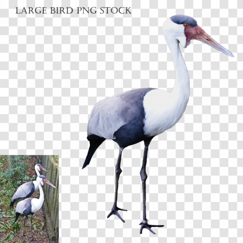 Bird Crane Stork Bald Eagle - Neck - Macaw Transparent PNG
