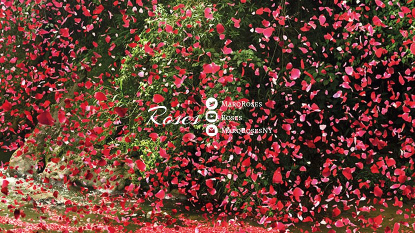 Costa Rica Petal Flower Television Advertising - Red - Petals Transparent PNG