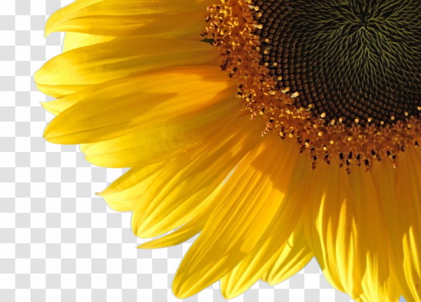 Common Sunflower Oil Water Wallpaper - Sunflowers Transparent PNG