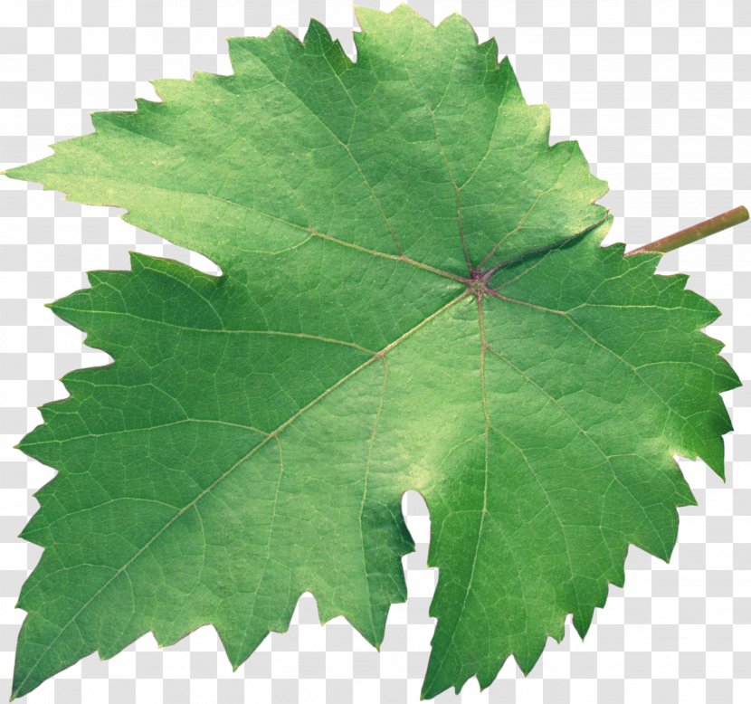 Grapevines Grape Leaves Plane Trees Leaf - Family M Invest Doo - Green Transparent PNG