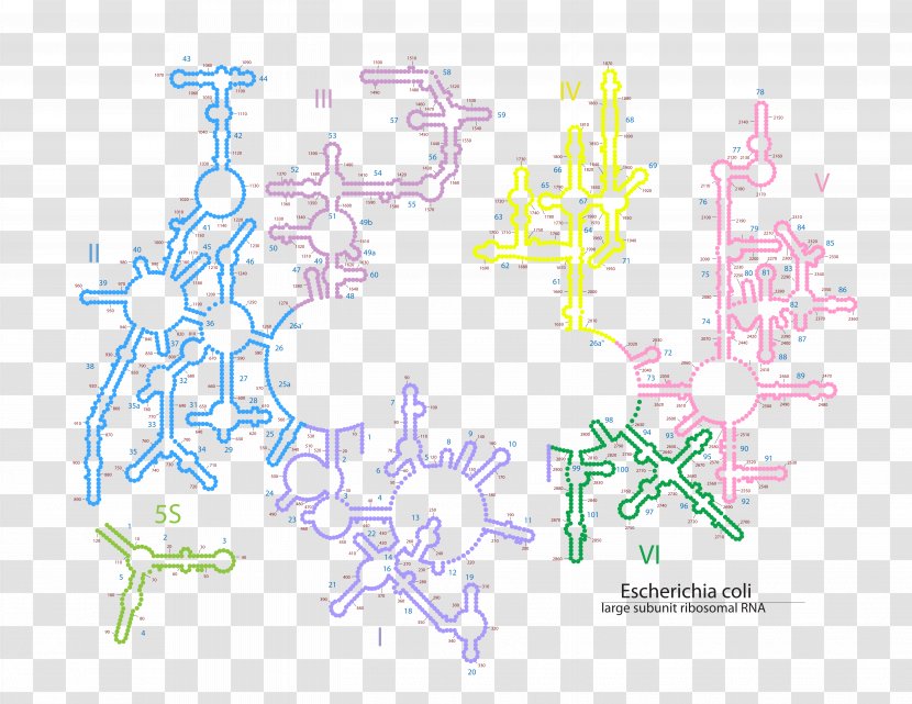 Map Tree Line Point - Tuberculosis Transparent PNG