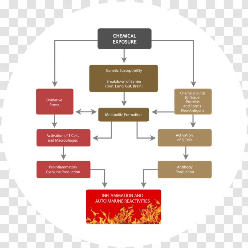 Autoimmunity Immune Tolerance System Autoimmune Disease Graves' - Drug - Health Transparent PNG