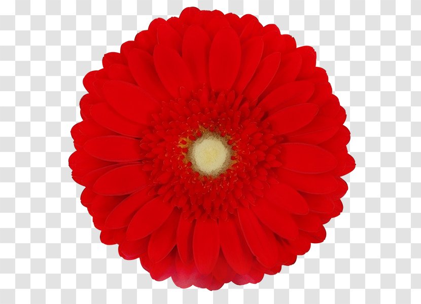 Red Watercolor Flowers - Cut - Daisy Family Coquelicot Transparent PNG
