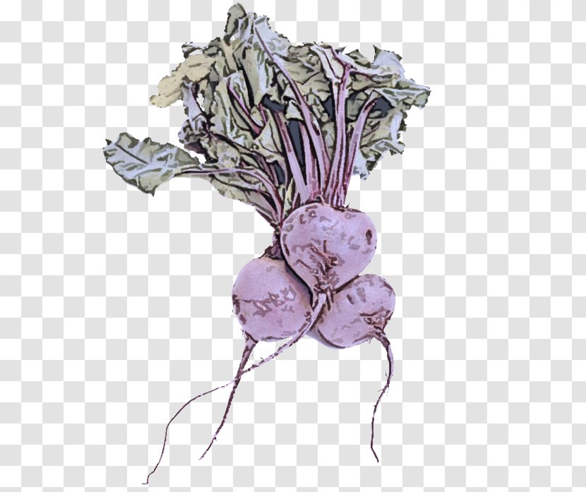 Turnip Vegetable Rutabaga Plant Beetroot - Root Flower Transparent PNG