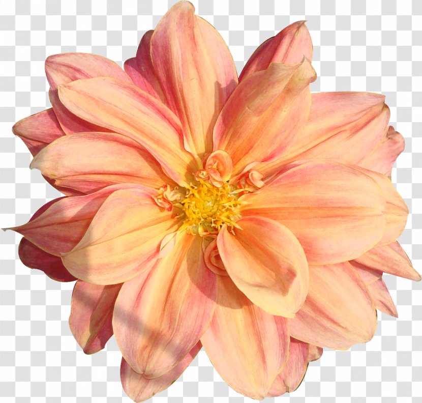 Flower Rose Clip Art - Annual Plant - Peach Transparent PNG