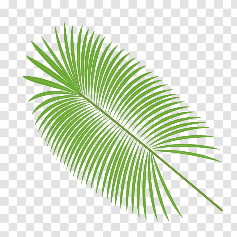 Palm Leaves Vector Material - Coco Transparent PNG
