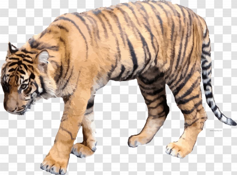 Tiger Clip Art Illustration Image - Bengal Transparent PNG