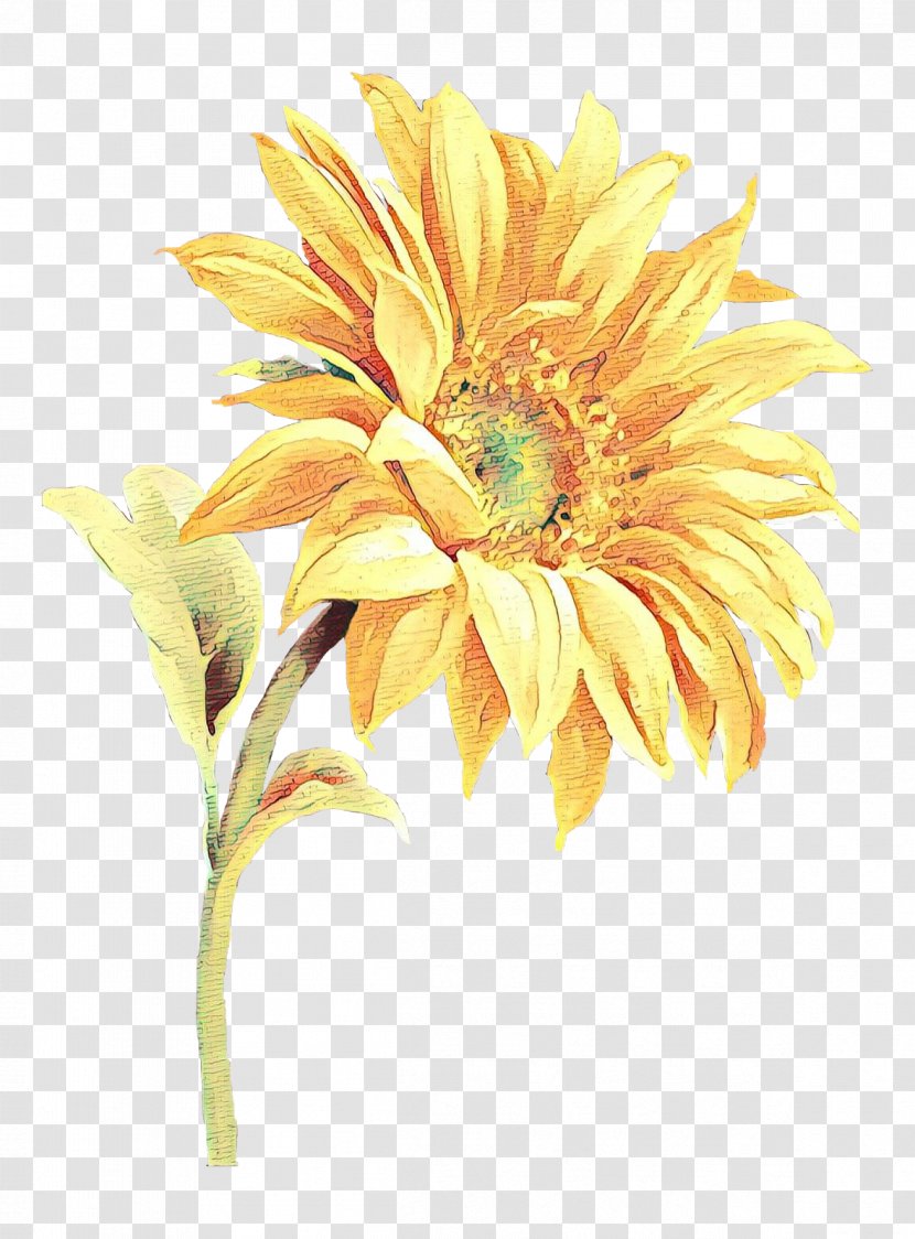 Sunflower - Yellow - Daisy Family Cut Flowers Transparent PNG