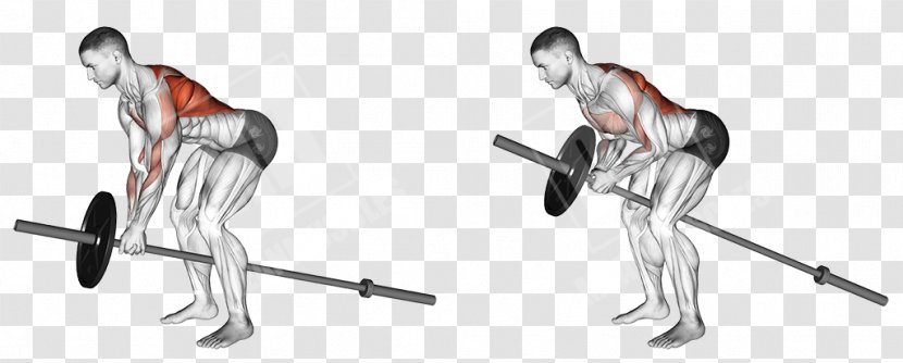 Bent-over Row Exercise Muscle Trapezius - Flower - Abdominal Movement Transparent PNG