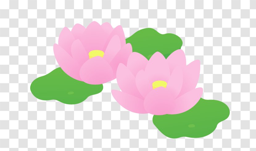 Nelumbo Nucifera Petal Pond Nijiiro Skype - Green - Lotus Lantern Transparent PNG