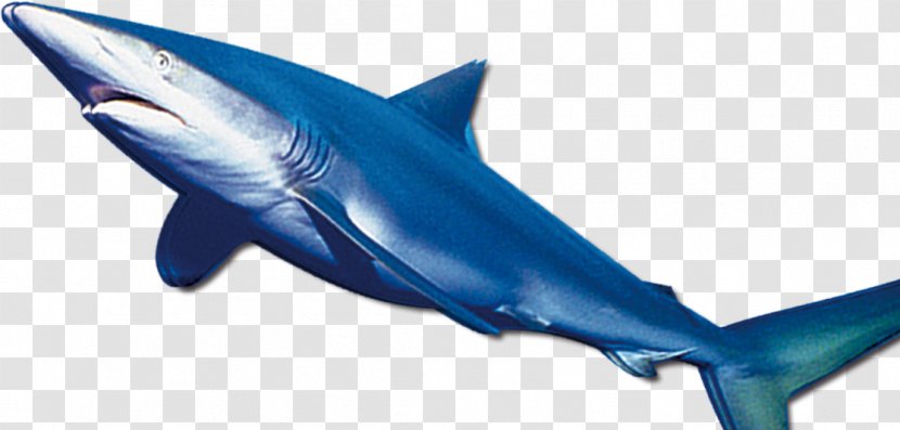 TAP Them Shark Android - Blue Transparent PNG