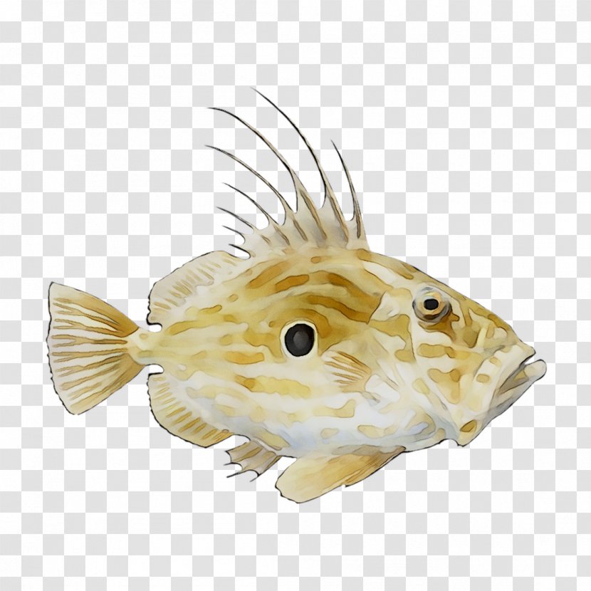 Fauna Fish - Bonyfish Transparent PNG