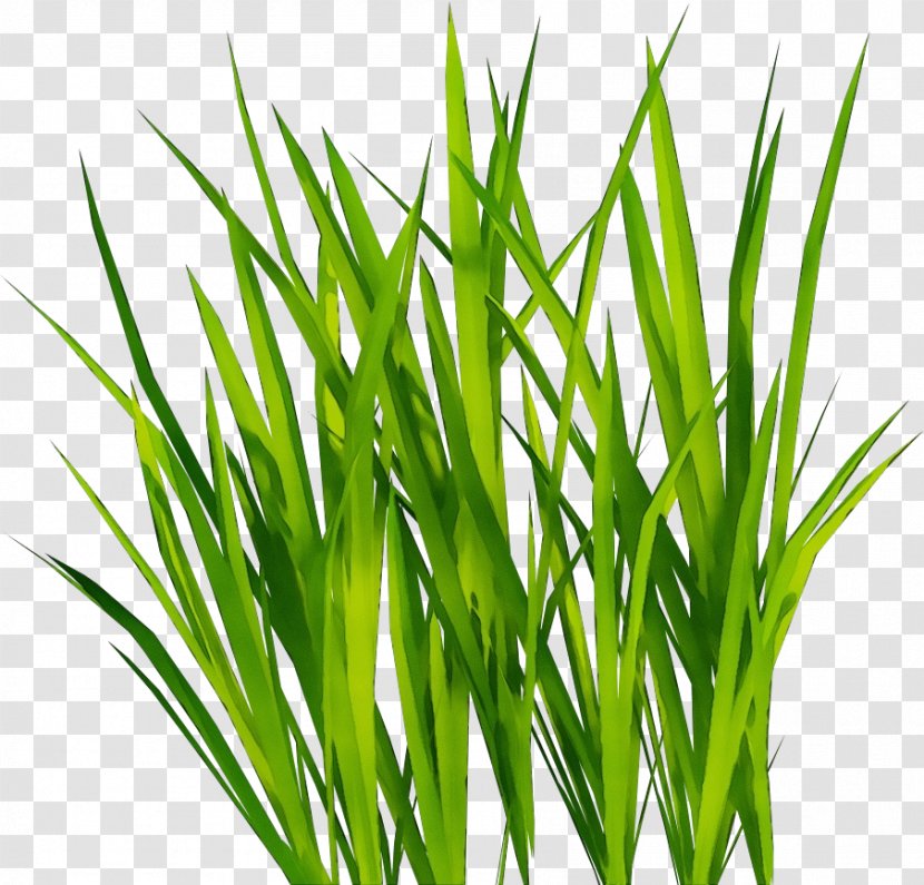 Grass Plant Green Family Chives - Vegetable Wheatgrass Transparent PNG