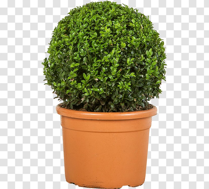 Shrub Lonicera Nitida Buxus Sempervirens Turnhout Plant Transparent PNG