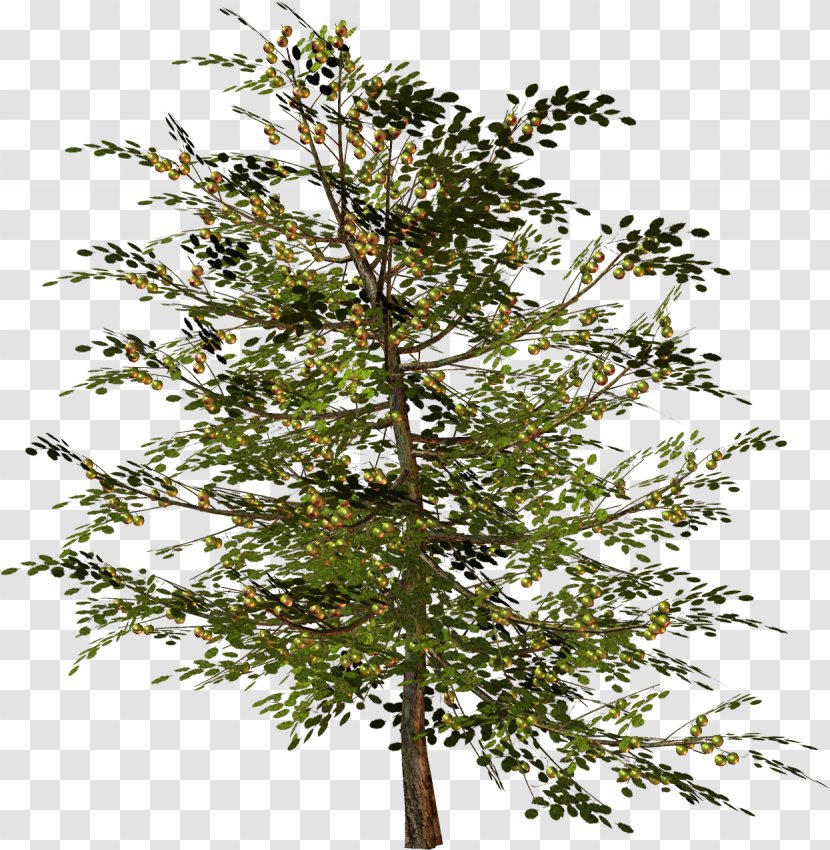 Tree Woody Plant Twig Branch - Shrub - Twigs Transparent PNG
