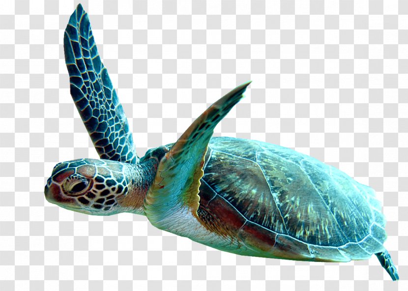 Sea Turtle Background - Animal - Tortoise Reptile Transparent PNG