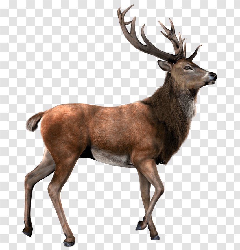 Deer Elk Moose Transparent PNG