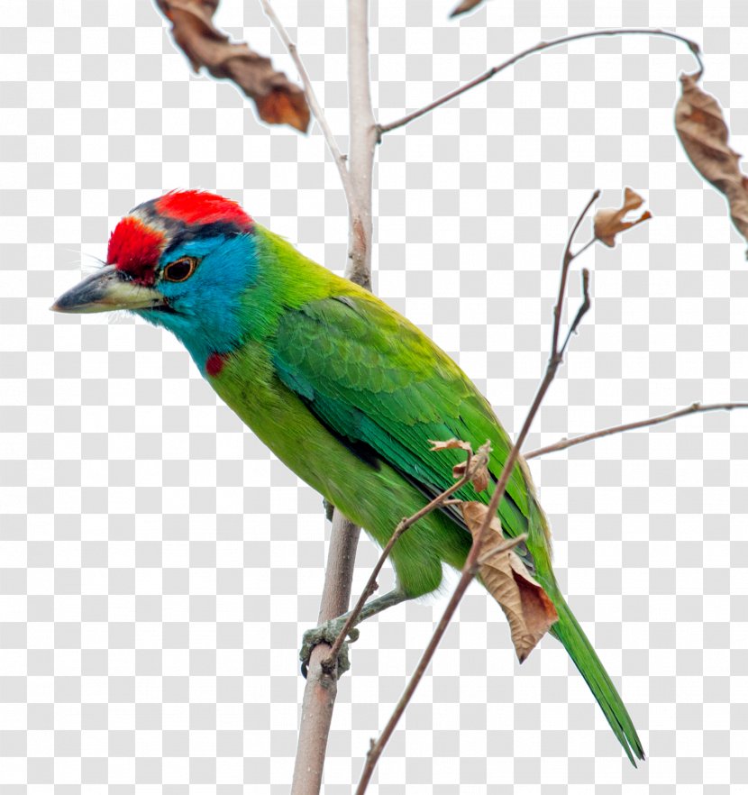 Macaw Parakeet Feather Beak Wing Transparent PNG