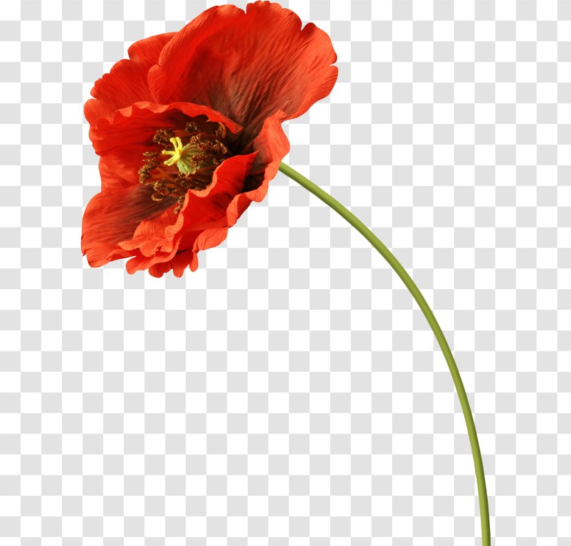 Common Poppy Clip Art Image - Peach Transparent PNG