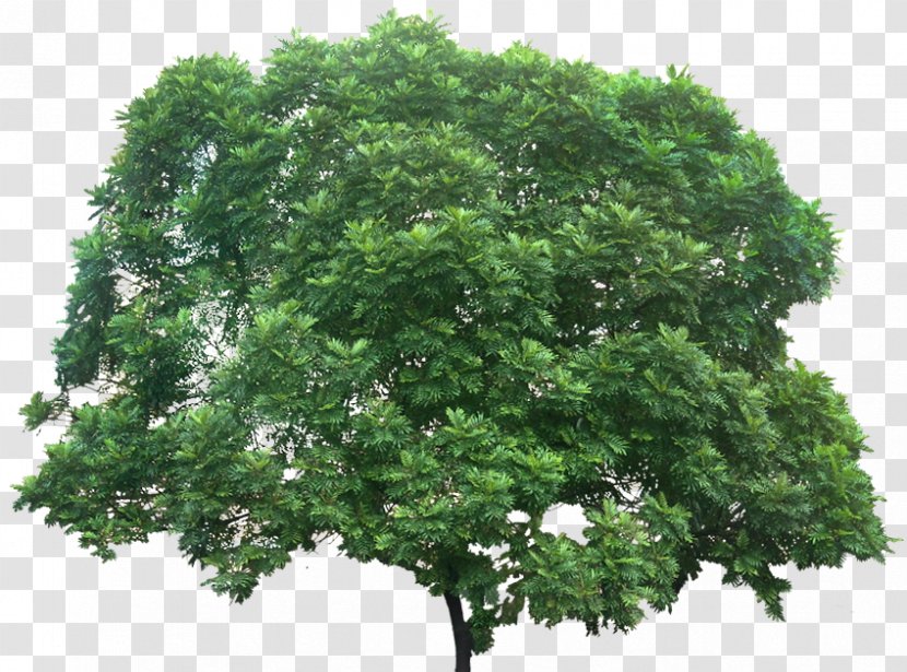 Filicium Decipiens Plant Fern Tree - Shade Transparent PNG