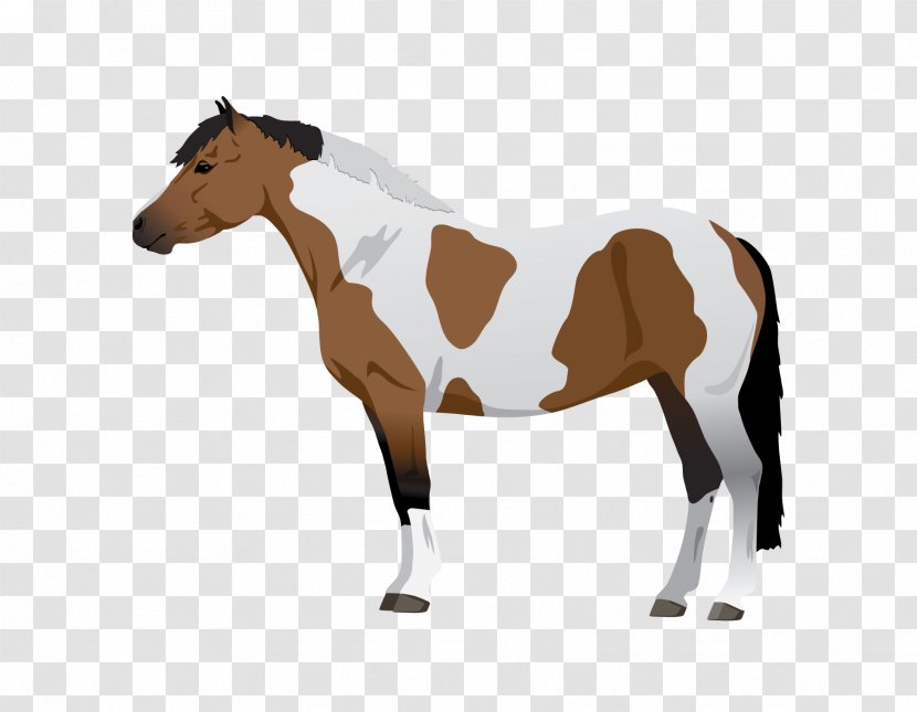 Mustang Pony Foal Mare Equine Coat Color - Mane - Pinto Horse Transparent PNG