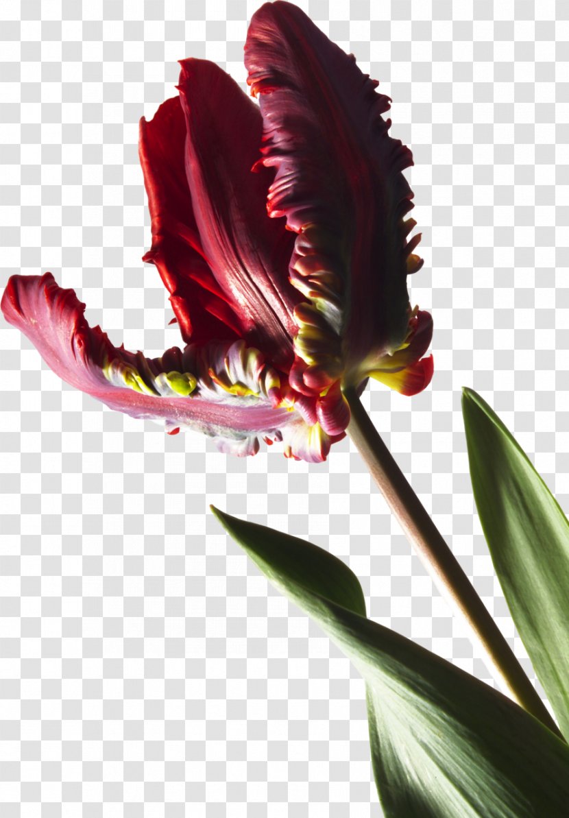 Stock Photography Parrot Tulips Plant Royalty-free - Seed Plants - Tulip Transparent PNG