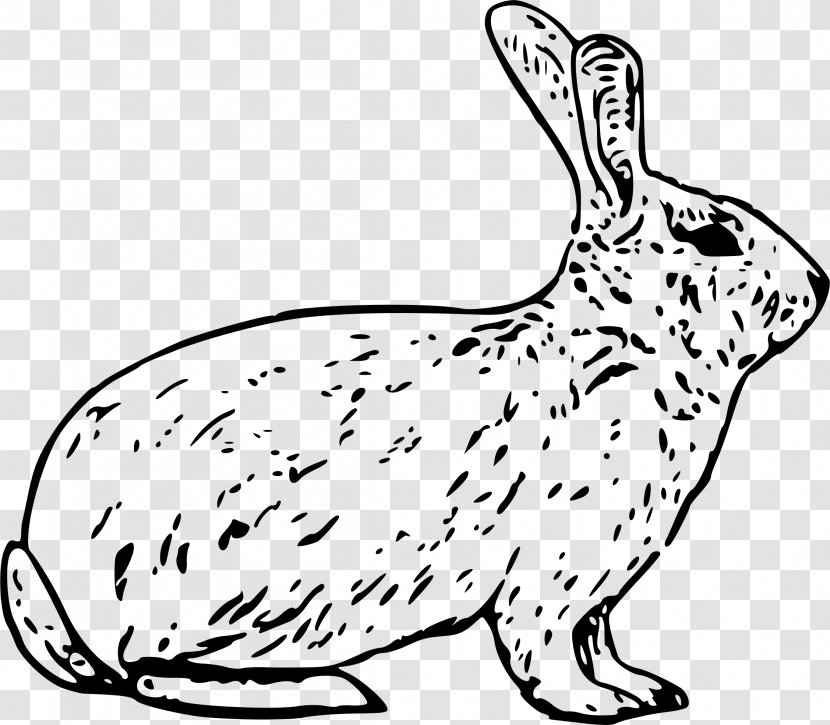 Arctic Hare European Snowshoe Clip Art - Small To Medium Sized Cats - Rabbit Draw Transparent PNG