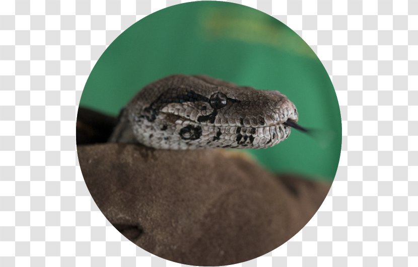 Boa Constrictor Rattlesnake Boas Reptile - Mouse - Snake Transparent PNG