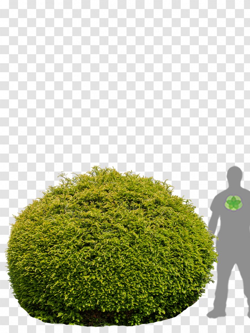 Hedge English Yew Evergreen Flowerpot Tree - Plant Transparent PNG