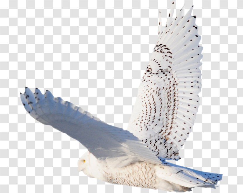 Eagle Feather Bird .com Hawk - Tail Transparent PNG