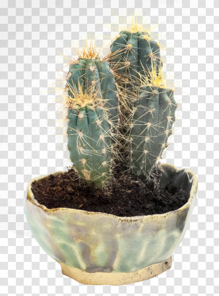 Prickly Pear Cactaceae - Succulent Plant - Cactus Image Transparent PNG