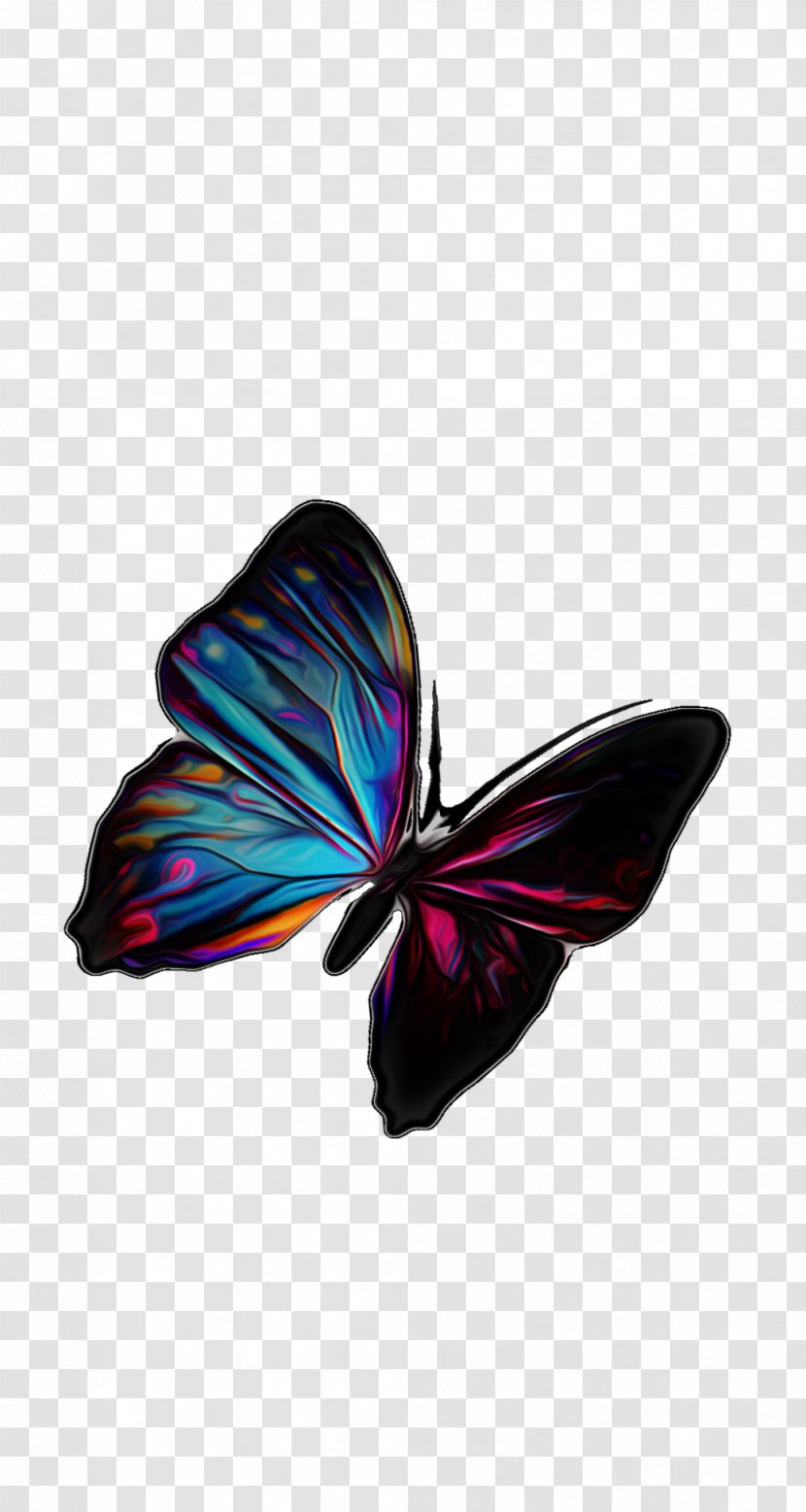 Butterfly Insect Image Photograph - Arthropod Transparent PNG