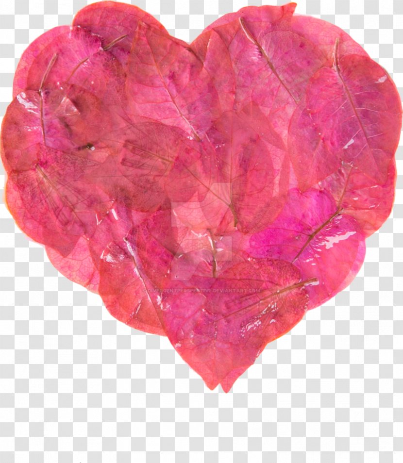 Pink M Heart - Arecaceae Transparent PNG