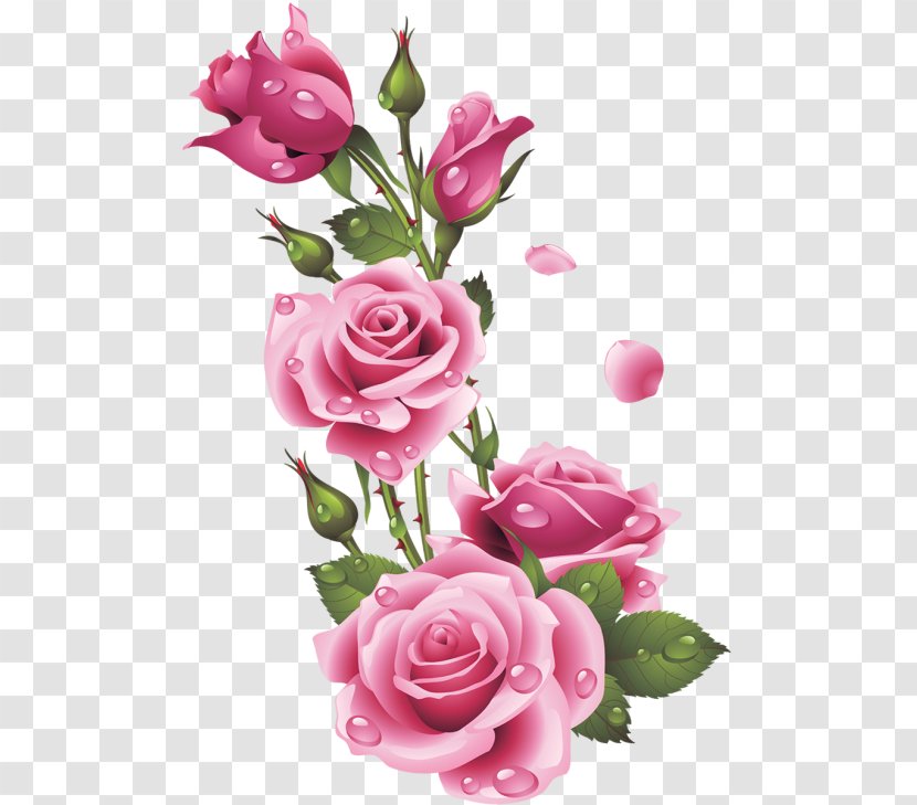 Garden Roses Floral Design Pink Centifolia Flower - Crossstitch Transparent PNG