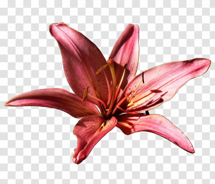 Lilium Flower Daylily Clip Art - Html - Diary Transparent PNG