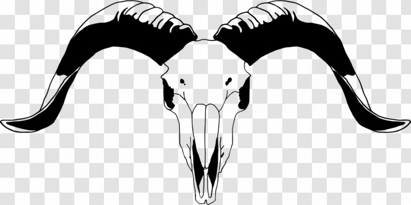 Skull Art - Blackandwhite Wildlife Transparent PNG