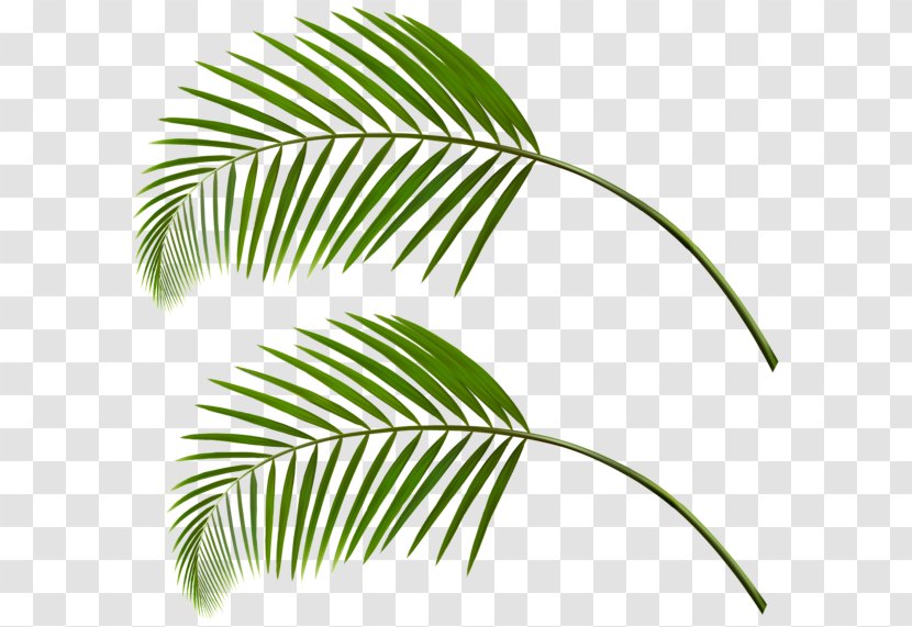 Arecaceae Leaf Palm Branch Clip Art - Commandline Interface Transparent PNG