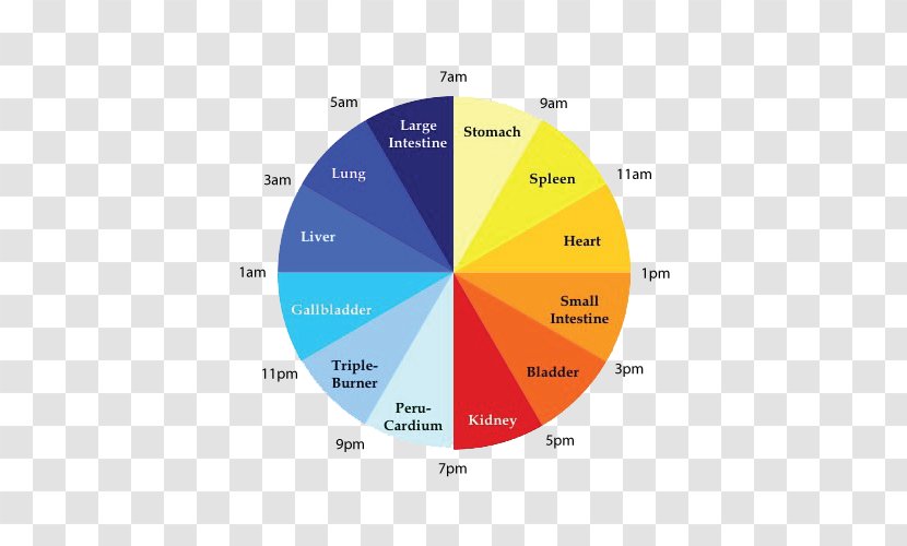 Traditional Chinese Medicine Clock Circadian Rhythm Organuhr - Heart - Meridian Transparent PNG