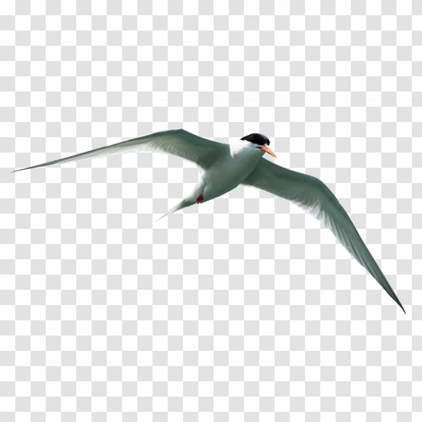 Bird Flight Download - Charadriiformes - Flying Material Transparent PNG